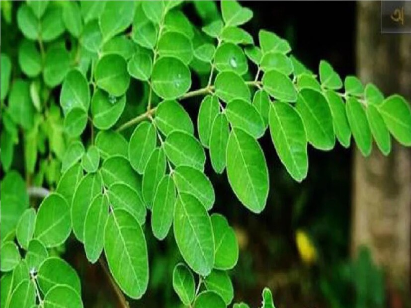 সজনেশাক ও ডাঁটায় প্রচুর পরিমাণে জলীয় অংশ রয়েছে। তাই চড়া গরমে শরীরকে হাইড্রেটেড রাখে এই সবজি। গরমে ডিহাইড্রেশন এড়িয়ে শরীরকে সতেজ রাখতে সজনে ডাঁটা রাখুন ডায়েটে।