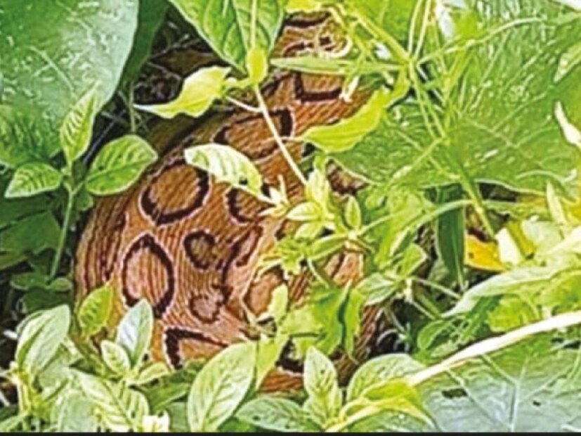 বিশ্বজুড়ে সাপের কামড়ে বহু মানুষ প্রাণ হারান। যদিও সাপ সাধারণত লাজুক স্বভাবের প্রাণী এবং তারা নিরিবিলি জায়গা খোঁজে লুকিয়ে থাকার জন্য। কিন্তু অনেক সময় আমাদের ঘর বা বাড়ির চারপাশ তাদের আশ্রয়স্থল হয়ে ওঠে, যদি আমরা সচেতন না থাকি।