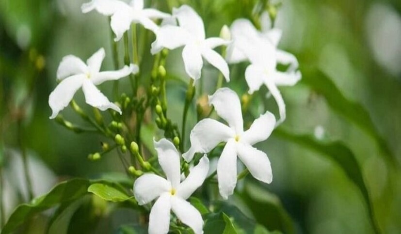 কাটিংয়ের সময় সর্ষের খোল পচা জৈব তরল সার দিন। ভার্মিকম্পোস্ট বা কেঁচো সার বা পুরনো গোবরসার ও পাতাসার দিতে পারেন। নার্সারি থেকে কিনতে পারেন হাড়ের গুঁড়োর সারও।