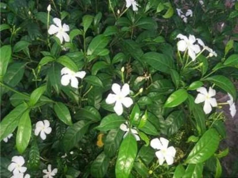 সার দেওয়ার পর গাছে ভাল করে জল দিন। প্রতিদিন নিয়ম করে জল দিন। বেশি না। আবার কমও না। টবের মাটি যেন শুকিয়ে না যায় দেখবেন।