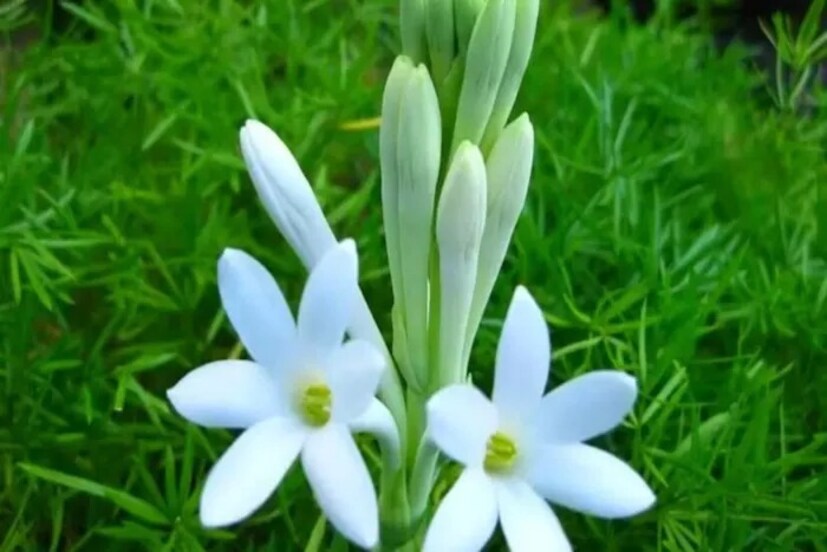 রজনীগন্ধা গাছ সব সময় রোদে রাখুন। ছায়ায় এই গাছ ভাল থাকে না। দিনে যাতে ৭-৮ ঘণ্টা রোদে থাকে এই ফুলের গাছ, সেদিকে খেয়াল রাখুন।