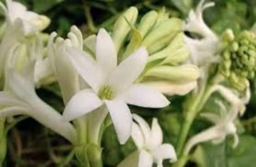 অনেকেই চান বাড়ির বাগানে টবে রজনীগন্ধা চাষ করতে। কিন্তু বহু চেষ্টা করেও সফল হন না। তাঁদের জন্য রইল সহজ টিপস। এই টিপস মানলে টবের গাছেও ভরে থাকবে রজনীগন্ধা।