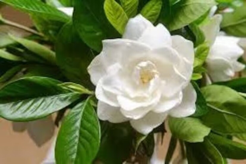 ভিজিয়ে রাখা সরষের খোল গাছের গোড়ায় দিলেও ভাল ফুল হবে। শুকিয়ে যাওয়া ফুল ও পাতা গাছ থেকে ফেলে দিন। তাহলে নতুন ডাল বার হবে। নতুন কুঁড়ি আসবে।