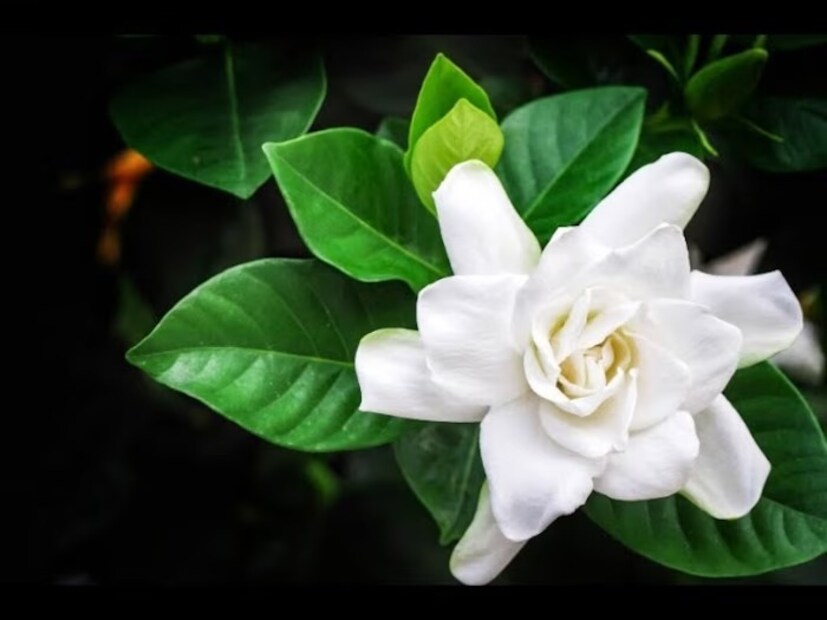 ব্যবহৃত চায়ের পাতা শুকিয়ে নিয়ে গাছের গোড়ায় দিন। যদি চায়ে চিনি খান তাহলে ব্যবহৃত চায়ের পাতা ধুয়ে নিন ভাল করে। কফির স্যাশে গুলে নিন ঈষদুষ্ণ জলে। তার পর ঠান্ডা করে দিন গাছের গোড়ায়। এতে স্বাস্থ্যোজ্জ্বল হবে আপনার গন্ধরাজ গাছ।