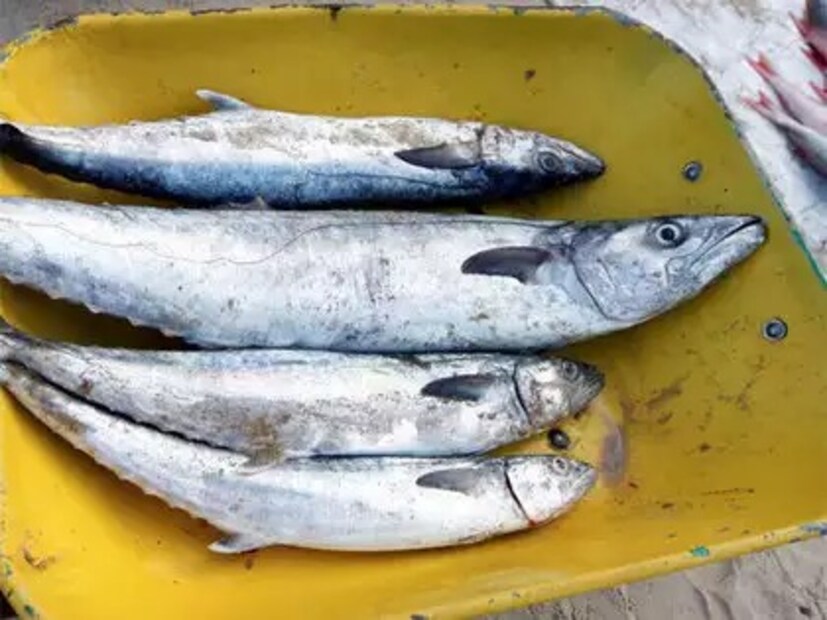 অন্যান্য কিছু ধরণের সামুদ্রিক খাবার এবং মাংসের তুলনায় ম্যাকারেলে কম পিউরিন থাকে। উচ্চ পিউরিনযুক্ত খাবার ইউরিক অ্যাসিডের মাত্রা বৃদ্ধিতে অবদান রাখতে পারে, তাই ম্যাকারেলের মতো কম পিউরিনযুক্ত খাবার বেছে নেওয়া সহায়ক হতে পারে।