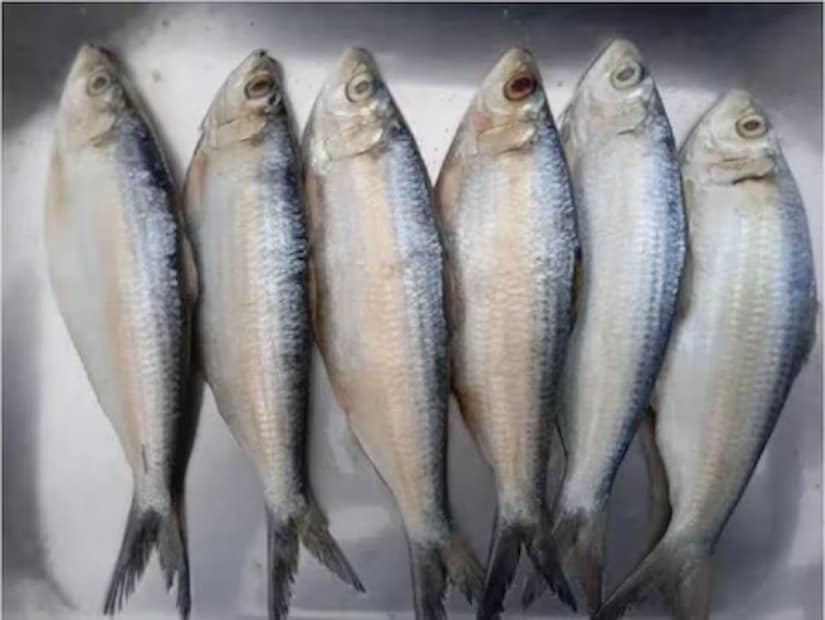 সার্ডিন হল আরেকটি কম পিউরিনযুক্ত মাছ যা ইউরিক অ্যাসিড-বান্ধব খাদ্যতালিকায় অন্তর্ভুক্ত করা যেতে পারে। এগুলিতে ওমেগা-৩ ফ্যাটি অ্যাসিডও প্রচুর পরিমাণে থাকে এবং প্রয়োজনীয় পুষ্টি সরবরাহ করে।