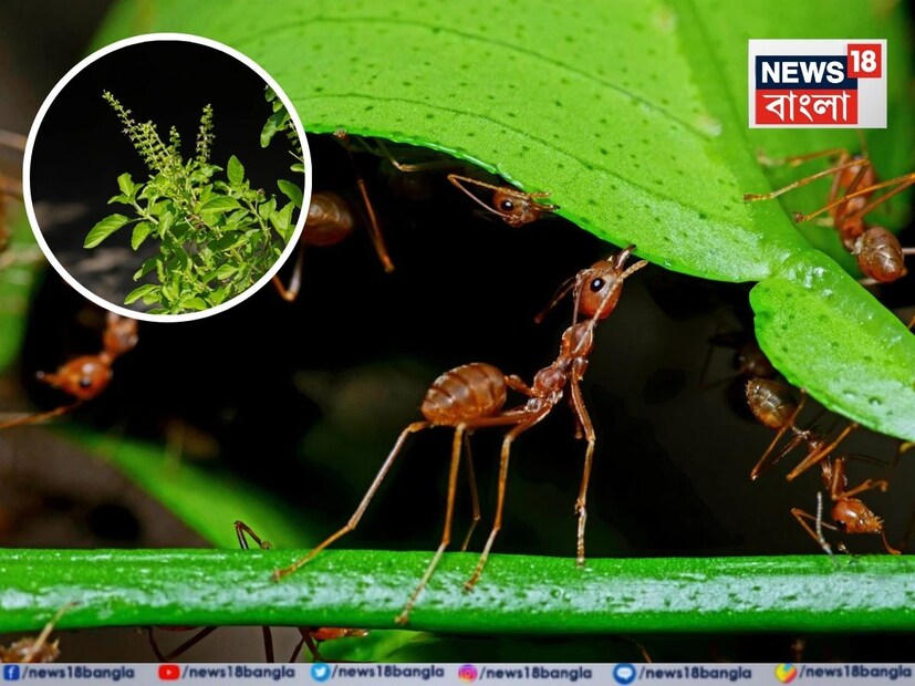 তুলসী গাছকে কেবল ধর্মীয় প্রতীক হিসেবেই দেখা হয় না, বরং এটি জীবনে সুখ, সমৃদ্ধি এবং শান্তির বার্তাও হিসেবে বিবেচিত হয়। বিশেষ করে হিন্দু ধর্মে, এর পূজার গুরুত্ব অপরিসীম, কারণ এটি ভগবান বিষ্ণুর পাশাপাশি দেবী লক্ষ্মীরও প্রিয় বলে বিবেচিত হয়। 