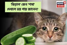 বিড়াল' কেন 'শসা' দেখলে ভয় পায় বলুন তো...? চমকে উঠবেন 'কারণ' শুনলেই!