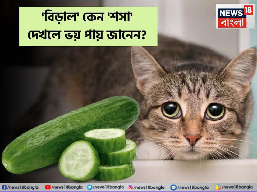 কুকুরের মতোই বিড়াল ভালবাসে অনেকেই। বাড়ির পোষা বেড়াল হোক বা পাড়ার মেনি, দেখলেই মিউ মিউ করে এগিয়ে আসে। লেজ তুলে আপনার দৃষ্টি আকর্ষণের চেষ্টায় তাদের জুড়ি মেলা ভার। আবার মাঝে মাঝে গলা বাজিয়ে, লেজ ফুলিয়ে ঝগড়াও করতে দেখা যায় তাদের।