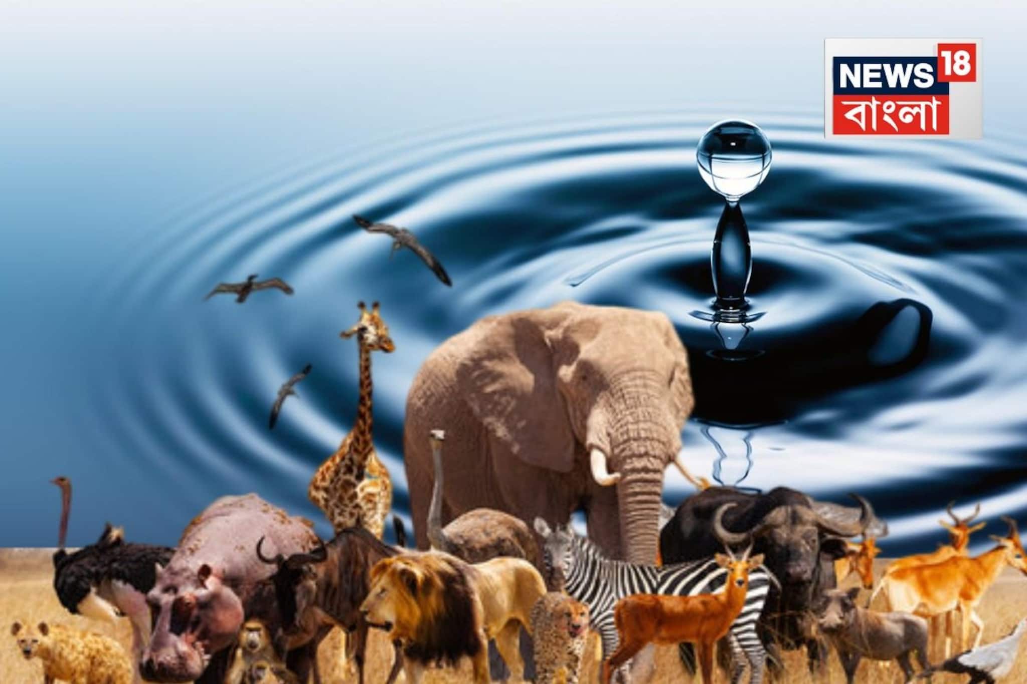 শুধু গরমে নয়, সারা জীবনে একটুও জল খায় না কোন প্রাণী...? বলতেই পারবেন না 'গ্যারান্টি'!