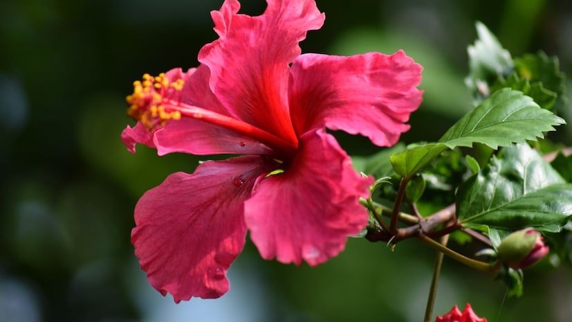 আসলে প্রতিটি মানুষকেই তার জীবনে উত্থান-পতনের সম্মুখীন হতে হয়। এমন পরিস্থিতিতে, কঠোর পরিশ্রম এবং চেষ্টা করে, একজন ব্যক্তি নিজেকে সেই সমস্যাগুলি থেকে বের করে আনতে পারেন, কিন্তু কখনও কখনও অনেক প্রচেষ্টার পরেও, সমস্যাগুলি আমাদের পিছু ছাড়ে না।