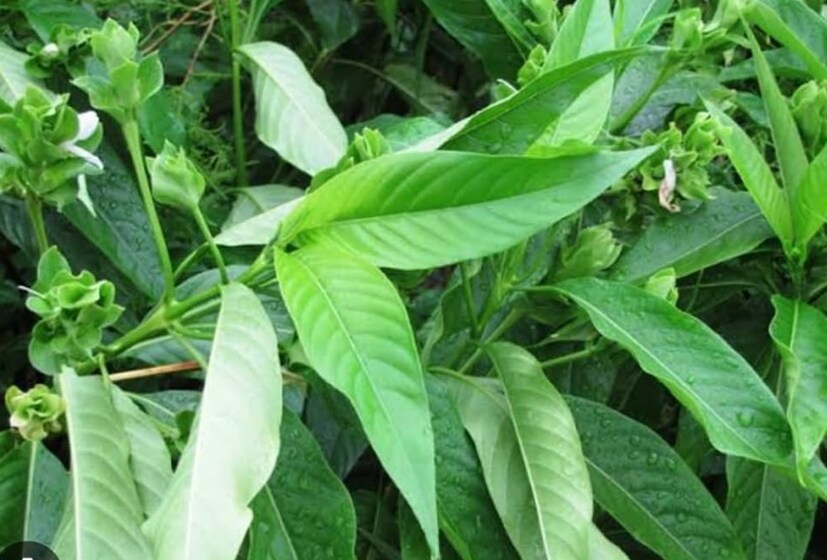 এ ছাড়া শ্বাসকষ্ট, জ্বর কমানো, খিচুনি, জন্ডিস, দাঁতের সমস্যা, ঘামের গন্ধ দূর, রক্ত পরিষ্কার করতে আয়ুর্বেদ চিকিৎসায় এই পাতার রস ব্যবহার করা হয়ে থাকে।তবে এ তো গেল সাধারণ বাসকের কথা।এছাড়াও রয়েছে রাম বাসক।