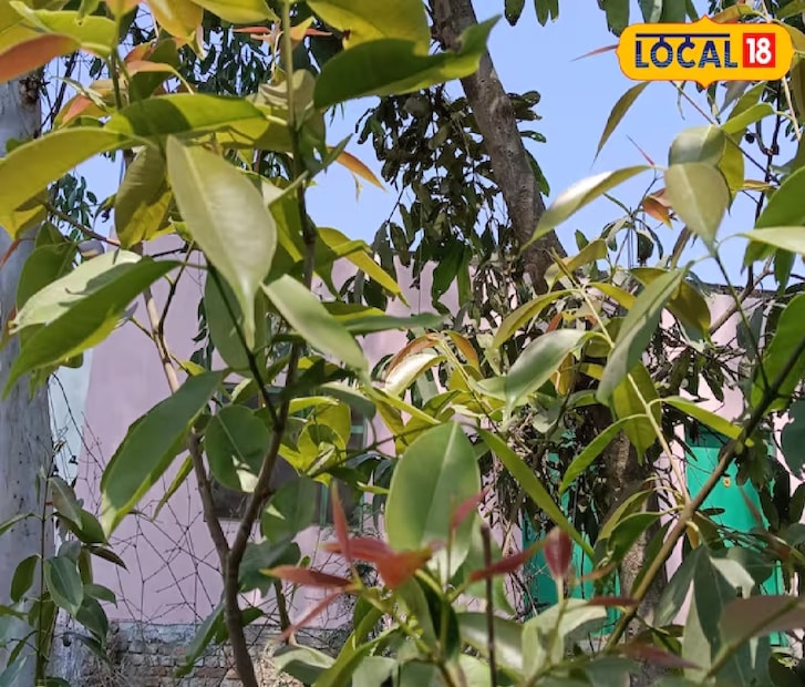 জাম রক্তচাপ নিয়ন্ত্রণেও সহায়ক। এতে উপস্থিত পটাসিয়াম হার্টকে সুস্থ রাখতে সাহায্য করে। এটি শরীরে কোলেস্টেরলের মাত্রা নিয়ন্ত্রণ করে, ফলে হৃদরোগের ঝুঁকি কমায়। এছাড়াও এটি রক্ত সঞ্চালন উন্নত করে হৃদরোগ প্রতিরোধ করে।