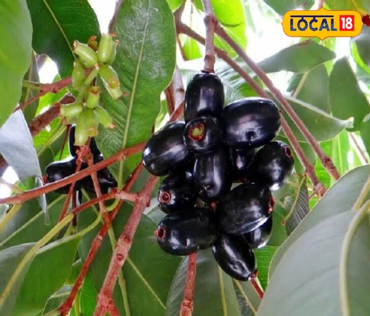 ক্যালোরি কম থাকায় এগুলি ওজন নিয়ন্ত্রণে সহায়ক এবং ডায়াবেটিস রোগীদের জন্য বিশেষভাবে উপকারী বলে মনে করা হয়। আয়ুর্বেদ শাস্ত্রে এগুলিকে ঔষধি গুণসম্পন্ন বলে বিবেচনা করা হয়। প্রাকৃতিকভাবে এতে ইনসুলিনের পরিমাণ বেশি থাকায় রক্তে শর্করার মাত্রা নিয়ন্ত্রণে গুরুত্বপূর্ণ ভূমিকা রাখতে পারে। 