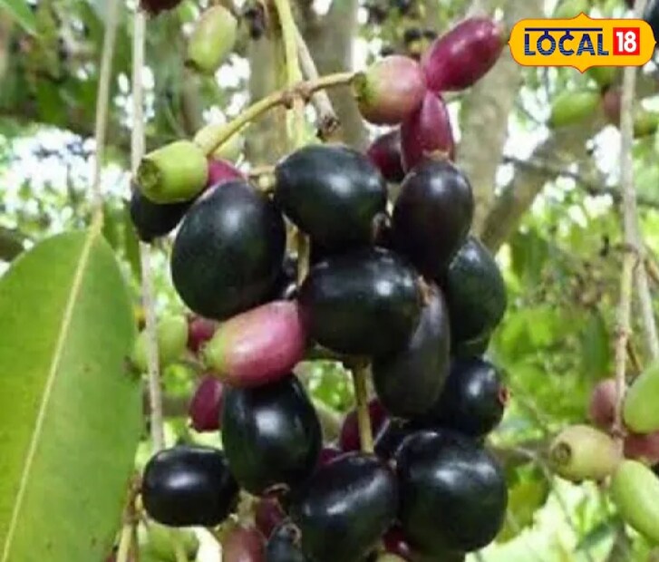 ডা. স্মিতা শ্রীবাস্তব লোকাল 18-কে বলেন যে, সুগার নিয়ন্ত্রণে জাম খুবই উপকারী। এতে প্রচুর পরিমাণে আয়রন, ভিটামিন সি, ভিটামিন এ এবং ক্যারোটিন পাওয়া যায়, যা স্বাস্থ্যের জন্য উপকারী। জামে উপস্থিত জ্যাম্বোলিন নামক একটি যৌগ রক্তে সুগারের মাত্রা নিয়ন্ত্রণ করে। এটি নিয়মিত সেবন করলে রক্তে শর্করার মাত্রা প্রায় ৩০ শতাংশ কমানো যায়। এছাড়াও এতে উপস্থিত জ্যাম্বোসিন নামের যৌগও রক্তে শর্করার ভারসাম্য বজায় রাখতে সহায়ক।