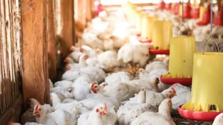 এক সপ্তাহে ৩০০ গ্রাম চিকেন খাওয়া মানেই ক্যানসারের ঝুঁকি! পুরুষদের জন্য বিপদ বেশি, চমকে দিল নতুন গবেষণা