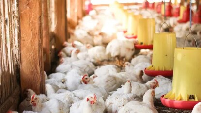 এক সপ্তাহে ৩০০ গ্রাম চিকেন খাওয়া মানেই ক্যানসারের ঝুঁকি! পুরুষদের জন্য বিপদ বেশি, চমকে দিল নতুন গবেষণা এক সপ্তাহে ৩০০ গ্রাম চিকেন খাওয়া মানেই ক্যানসারের ঝুঁকি! পুরুষদের জন্য বিপদ বেশি, চমকে দিল নতুন গবেষণা