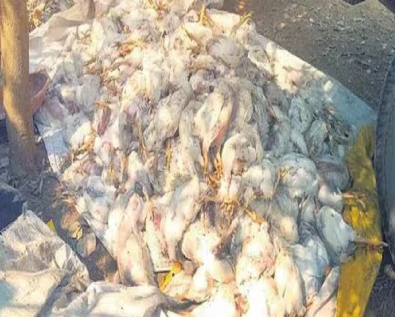 তেলেঙ্গানায় আবারও বার্ড ফ্লুর আতঙ্ক ছড়িয়েছে। নালগোন্ডা জেলার চিত্যলা মণ্ডলের গুন্দ্রামপল্লী গ্রামের একটি পোলট্রি ফার্মে বার্ড ফ্লুর প্রাদুর্ভাব ধরা পড়েছে। ফার্মে থাকা কয়েক হাজার মুরগি এই ভাইরাসে সংক্রমিত হয়ে মারা গিয়েছে। সংক্রমণ আরও না ছড়াতে প্রশাসন দ্রুত ব্যবস্থা নিয়েছে।  
