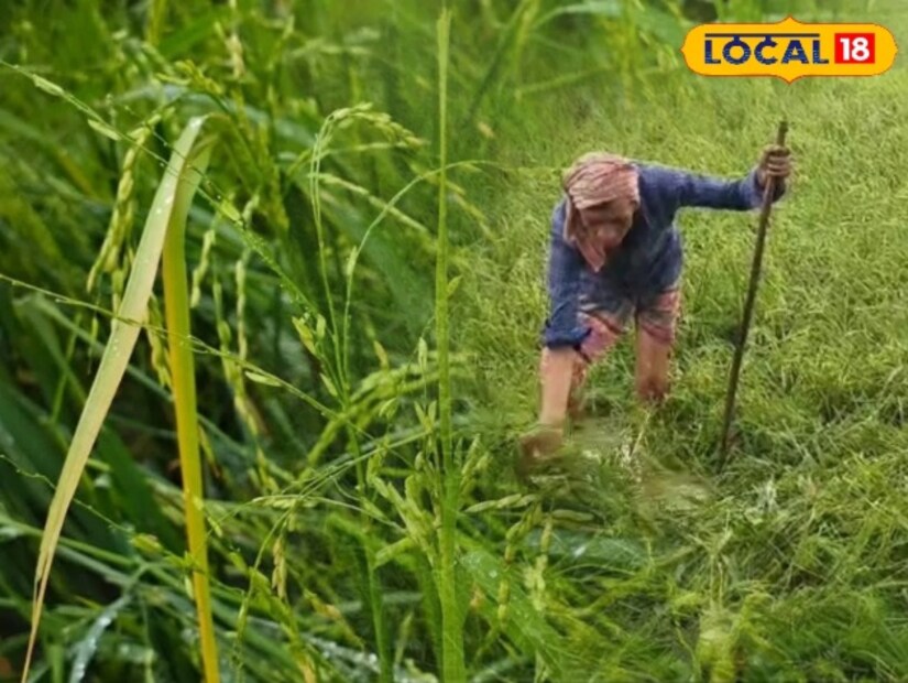 ধান চাষের মাঠ সাদা বরফে ঢেকে গিয়েছে। স্বাভাবিকভাবে সরকারের সাহায্যের দিকে তাকিয়ে রয়েছেন সাধারণ মানুষ। কীভাবে যোগাবেন সারা বছরের খাবার সে প্রশ্ন এখন সকলের মধ্যে।