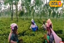 Darjeeling Tea কিনতে গিয়ে ঠকছেন! 'এই' বিশেষ পদ্ধতি অবশ্যই মানুন, কোনওদিন ঠকবেন না