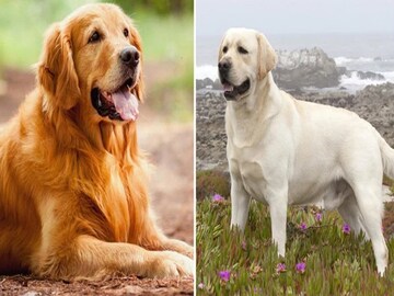 ল্যাব-গোল্ডেন রিট্রিভার নয়, কোন কুকুর সবচেয়ে বেশি বুদ্ধিমান জানেন? চমকে উঠবেন শুনে!