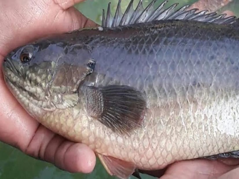 দ্রুত যুবককে উদ্ধার করে হাসপাতালে নিয়ে যাওয়া হয়েছিল। চিকিৎসকেরাও তাঁকে বাঁচাতে পারেননি। যুবকের দেহ ময়নাতদন্তের জন্য পাঠানো হয়েছে।