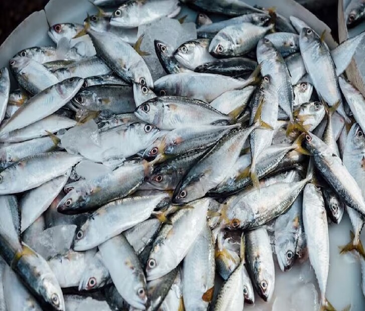 ২. ম্যাকারেল (Mackerel) মাছ  অনেকেই ম্যাকারেল মাছ খেতে পছন্দ করেন, কিন্তু জানেন কি, এই মাছটিতে বিপজ্জনক মাত্রায় পারদ (mercury)থাকে? নিয়মিত ম্যাকারেল খেলে **এই পারদ শরীরে জমা হতে থাকে, যা পরে ভয়ঙ্কর রোগের কারণ হতে পারে। গবেষণা বলছে, পারদের বিষক্রিয়া থেকে **স্নায়ুর সমস্যা, কিডনির ক্ষতি এমনকি ক্যানসারও হতে পারে**! বাংলার বহু মানুষের প্রিয় মাছ এটি, কিন্তু সাবধান!  