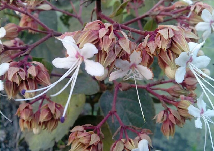 তবে শারীরিক যেকোনও সমস্যার ক্ষেত্রে একজন ভাল চিকিৎসকের পরামর্শ নেওয়া অবশ্যই উচিত। তারপরেই ওষুধ ব্যবহার করা উচিত। তবেই ওষুধের সঠিক সুফল পাওয়া যায়। (তথ্য- Sarthak Pandit)