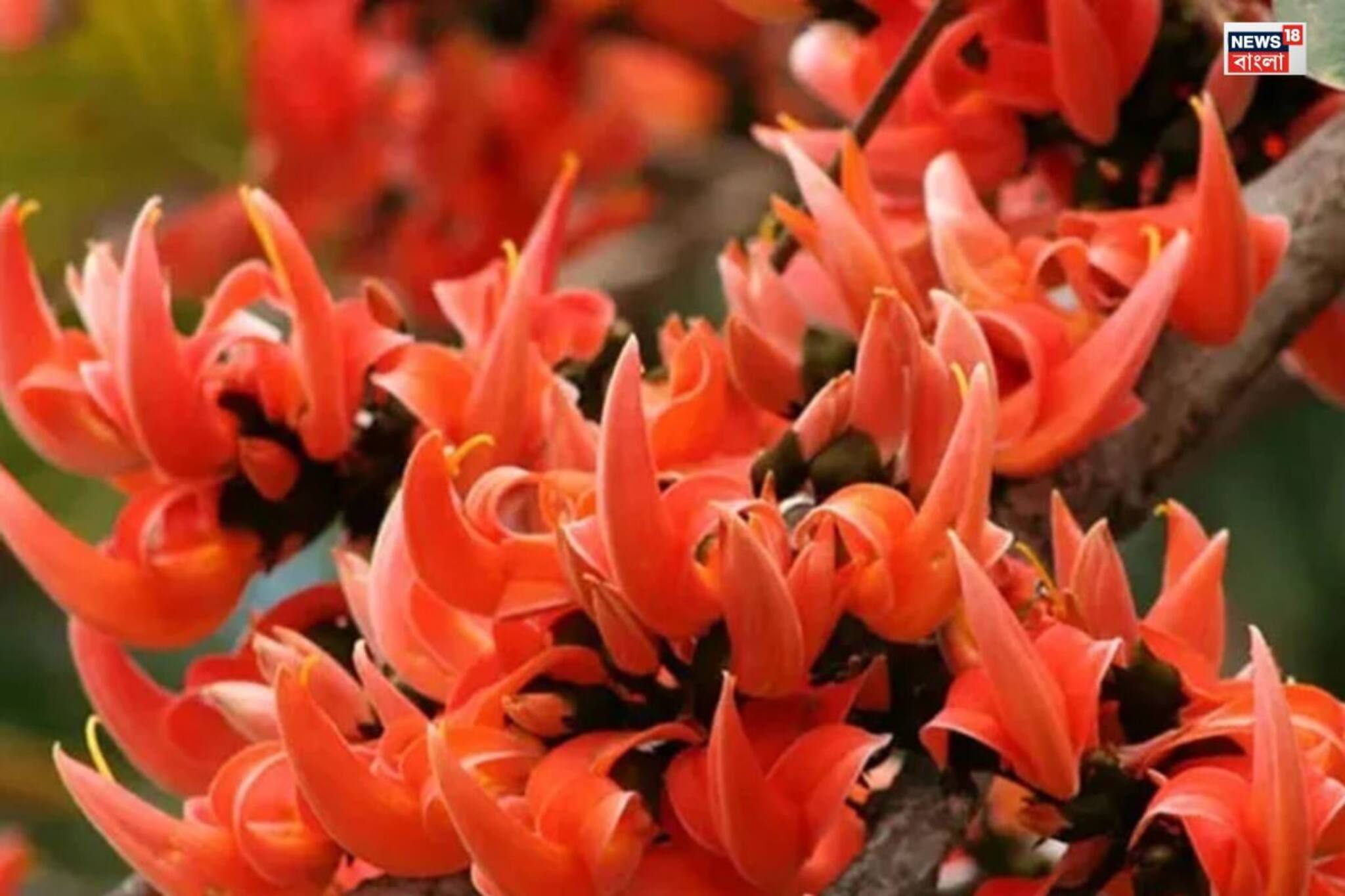 Knowledge Story: ভারতের কোন দুই রাজ্যের 'State Flower' পলাশ? উত্তর অজানা অনেকের