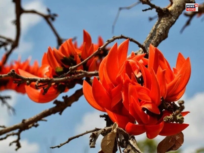 পলাশ ফুল আমাদের সকলেরই খুব প্রিয়। বসন্ত কালে লাল পলাশ দেখতে পুরুলিয়া-বাঁকুড়ায় ভিড় জমান পর্যটকরা। কিন্তু বলুন তো দেখি, পলাশকে কোন রাজ্যের রাজ্য ফুলের তকমা পেয়েছে।
