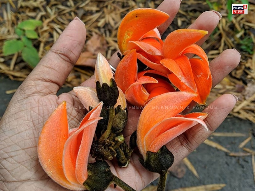 ঝাড়খণ্ড রাজ্যে, পলাশ লোক ঐতিহ্যের সাথে জড়িত। অনেক লোকসাহিত্যিক অভিব্যক্তি পলাশকে বনের আগুন বলে বর্ণনা করে। উত্তর প্রদেশে পলাশ ঐতিহ্যের সঙ্গে জড়িত। 