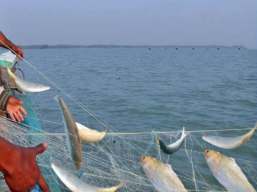 *স্থানীয় এক মৎস্যজীবী তিনি জানান, অন্য বছরের তুলনায় এই বছরে মাছের সরবরাহ রয়েছে। প্রতিদিন নদীতে জাল ফেললেই ধরা পড়ছে, মাছের রাজা ইলিশ। যার জেরে হাসি ফুটেছে স্থানীয় মৎস্যজীবীদের মুখে। জীবনের ঝুঁকি নিয়ে তারা রোদ জল ঝড় বৃষ্টি মাথায় করে রেখে গঙ্গায় মাছ ধরতে আসেন। মাছ ধরতে এসে নানান প্রতিকূলতা সম্মুখীন হতে হয়। আগের বছরই মাছ ধরতে এসে কালবৈশাখীতে নৌকাডুবি হয়ে মৃত্যু হয়েছিল এক মৎস্যজীবীর। তবে রুজি রুটির টানে জীবনের তোয়াক্কা না করেই এক প্রকার জীবনের ঝুঁকি নিয়ে নৌকা জাল নিয়ে তারা বেরিয়ে পড়েন মাছ ধরতে। আর যদি জালে ধরা পড়ে রুপোলি ইলিশ তাহলে সেই দিন রোজগার ভালো হয় মৎস্যজীবীদের। সংগৃহীত ছবি।