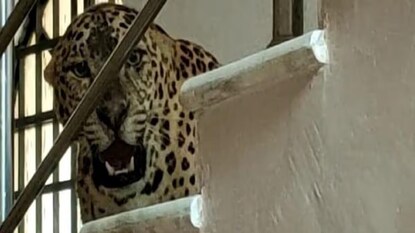 ফাইল ছবি ফাইল ছবি