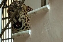 সংসার পাতল চিতাবাঘ, কোটশিলা বনাঞ্চলে একাধিক বাঘ, দেখলে চমকে যাবেন!