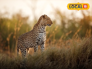 লেপার্ড