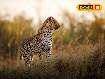 লেপার্ড