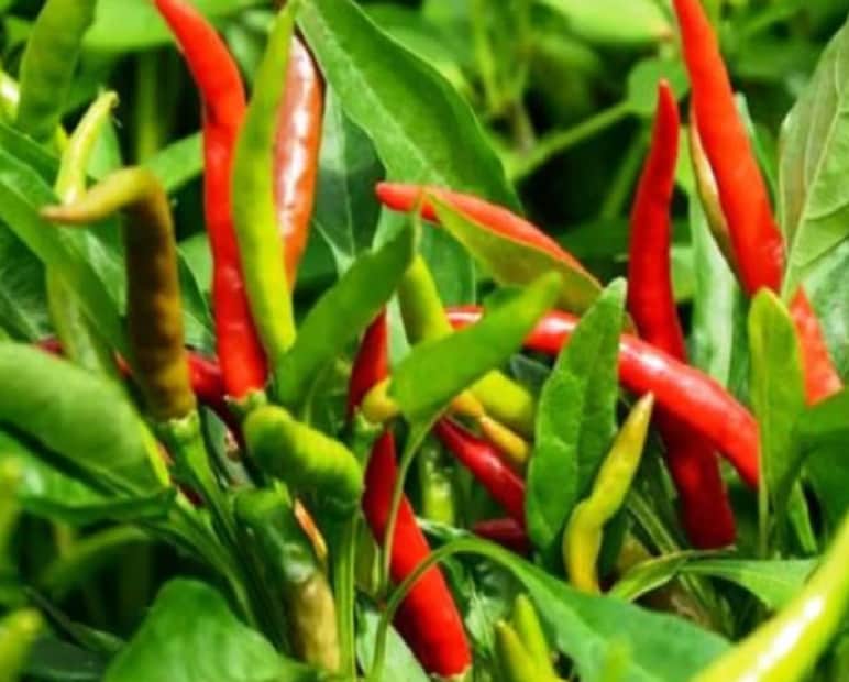 7. অতিরিক্ত পুষ্টি সরবরাহ: দইতে থাকা উপকারী ব্যাকটেরিয়া ও খনিজ উপাদান মাটির উর্বরতা বাড়ায়। 8. অর্গানিক সার হিসেবে ব্যবহার: কেমিক্যাল সার কমিয়ে প্রাকৃতিক উপায়ে লঙ্কা চাষের জন্য দই ব্যবহার করা যেতে পারে। 