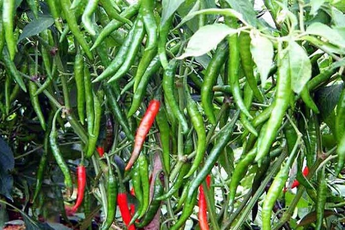 সারা বছর টবে ফলবে তেজি লঙ্কা! সুগন্ধি, ঝাঁঝে মন ভরে যাবে…শুধু একটু ‘টক দই’! করুন এই কাজ সারা বছর টবে ফলবে তেজি লঙ্কা! সুগন্ধি, ঝাঁঝে মন ভরে যাবে…শুধু একটু ‘টক দই’! করুন এই কাজ