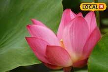 ছাদেই ফুটবে ডাগর ডাগর পদ্ম! শুধু করতে হবে কয়েকটি ছোট্ট কাজ