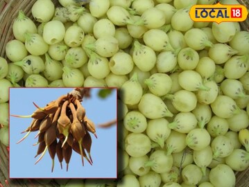 দাঁতের ব্যথা থেকে সাধারণ জ্বরের জন্য 'অমৃত'! শরীর থেকে নানা দূর্বলতা ভ্যানিল করবে