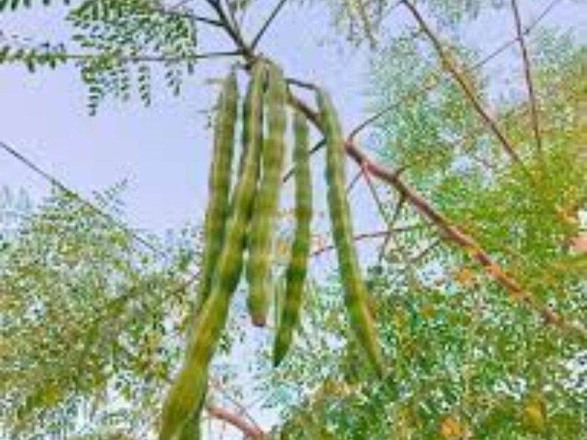 সজনের সেবন বিভিন্নভাবে করা যেতে পারে। চিরাচরিত সজনে ডাঁটার সবজি করে খাওয়ার পাশাপাশি, সজনে পাতাকে শাক হিসেবে খাওয়া খুবই ভাল শরীরের পক্ষে। এছাড়া সজনে পাতার গুঁড়ো (মোরিঙ্গা পাউডার) খাওয়া যেতে পারে। 