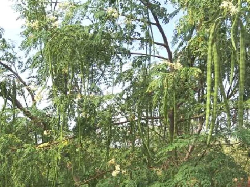 জাহানাবাদের হোমিওপ্যাথি চিকিৎসক ড: আমির আনোয়ার জানালেন তেমনই একটি পরিচিত গাছের অজানা গুণের কথা। বাজার থেকে দামি দামি ফল, সবজি কিনে আনেন। কিন্তু চিকিত্&#x200d;সক জানালেন এই গাছের গুণের কথা অনেকেই জানেন না। 