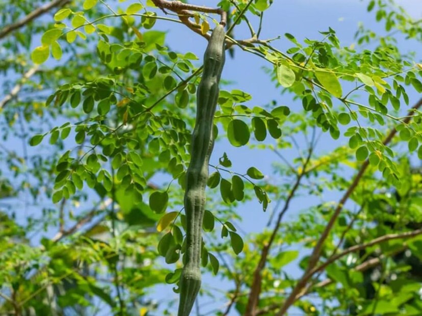 এমন আরও অনেক সমস&#x200d;্যার সমাধান করতে পারে যে মহৌষধি গাছ, তার নাম সজনে। সজনের পাতা, ফুল, ফল (অর্থাত্&#x200d; সজনে ডাঁটা), গাছের ছাল, সবই ওষধি গুণে সমৃদ্ধ। 
