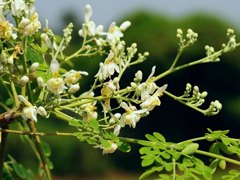 তিনি জানালেন, ভিটামিন সি, ভিটামিন এ-সহ অনেক পুষ্টিগুণে সমৃদ্ধ এই গাছ রক্তে শর্করার মাত্রা নিয়ন্ত্রণ করতে সক্ষম। রক্তচাপ নিয়ন্ত্রণ, রোগ প্রতিরোধ ক্ষমতা বৃদ্ধি, হজম শক্তিশালী করে। এটি ক&#x200d;্যানসার সেল বাড়তে দেয় না। 