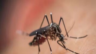 মশার হাত থেকে বাঁচতে গোটা রাত মশার ধুপ জ্বালিয়ে রাখেন! সাবধান, অজান্তেই নিজের ভয়ঙ্কর ক্ষতি করছেন... মশার হাত থেকে বাঁচতে গোটা রাত মশার ধুপ জ্বালিয়ে রাখেন! সাবধান, অজান্তেই নিজের ভয়ঙ্কর ক্ষতি করছেন...