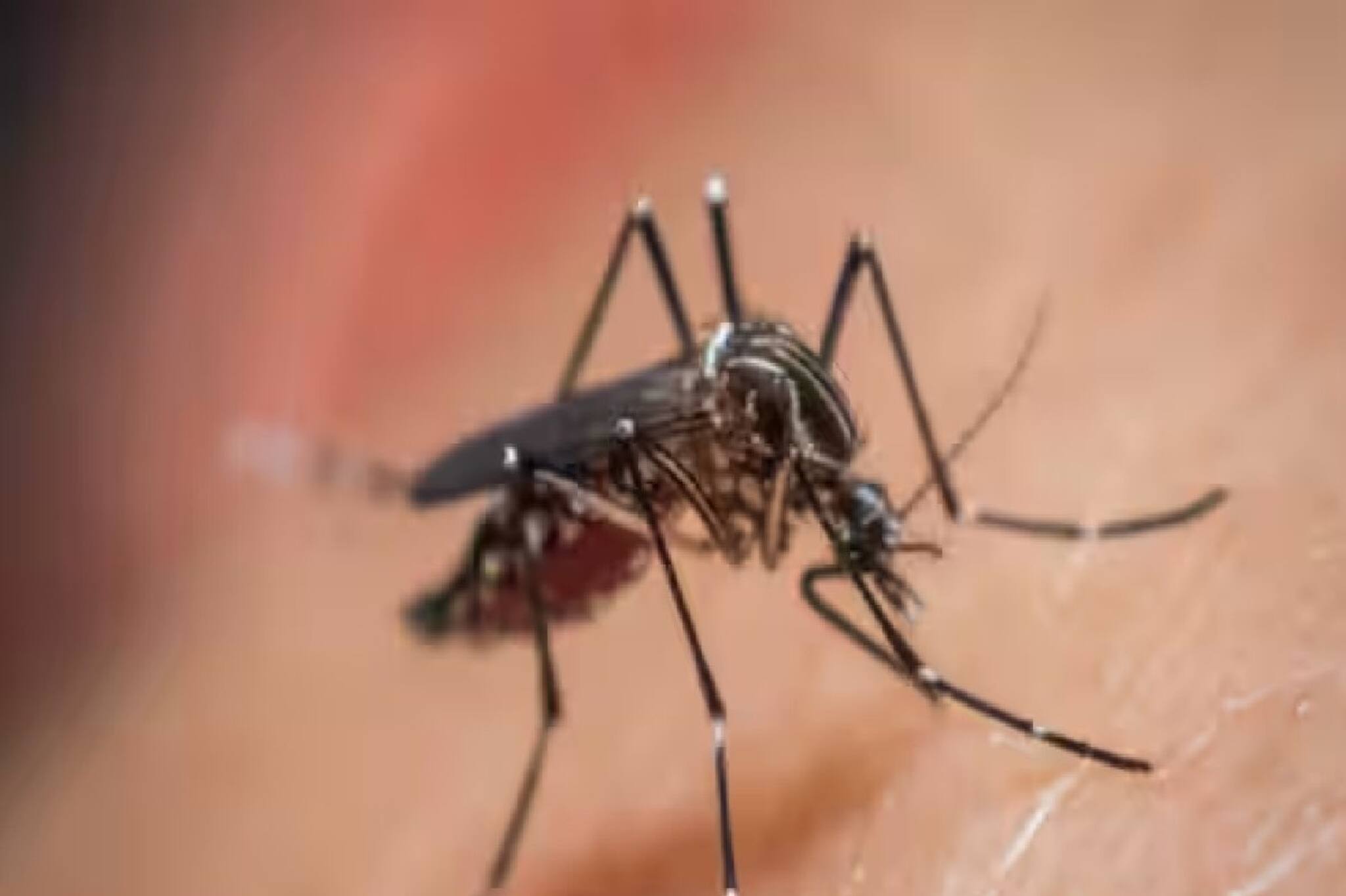 মশার হাত থেকে বাঁচতে রাতে মশার ধুপ জ্বালিয়ে রাখেন! সাবধান, নিজের ভয়ঙ্কর ক্ষতি করছেন...