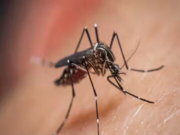 মশার হাত থেকে বাঁচতে গোটা রাত মশার ধুপ জ্বালিয়ে রাখেন! সাবধান, অজান্তেই নিজের ভয়ঙ্কর ক্ষতি করছেন...