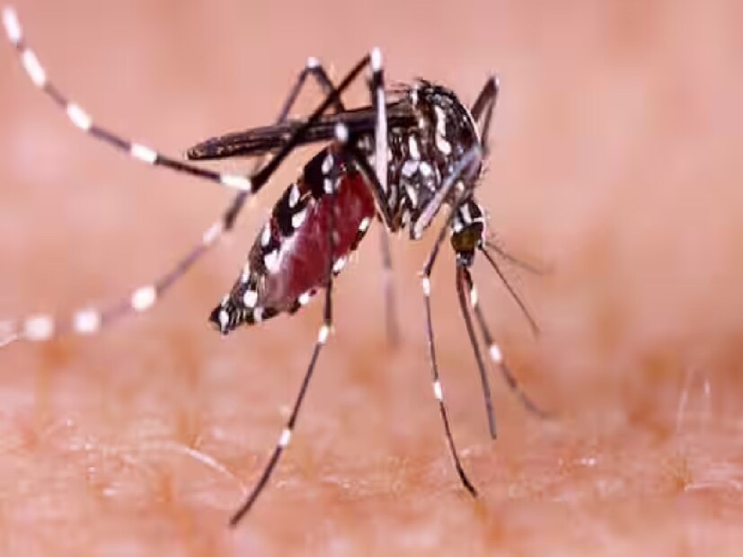 আপনাকে যা করতে হবে তা হল আপনার ঘরে একটি প্রাকৃতিক এবং কার্যকর জিনিস স্প্রে করতে হবে যাতে মশা আপনার ধারে কাছেও ঘেঁষতে না পারে।