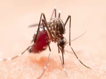 কাদের বেশি মশা কামড়ায়? রক্ত 'মিষ্টি' বলেই কি আপনি মশার 'ফেভারিট'? বিজ্ঞান যা বলছে...!