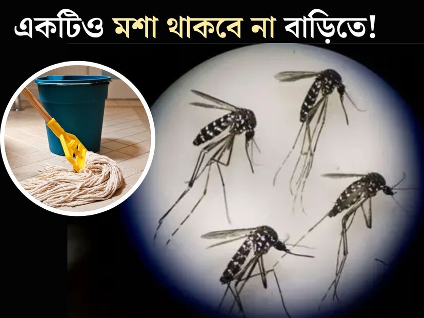 গরম পড়তে না পড়তেই মশার জ্বালায় অতিষ্ট বঙ্গবাসী। কানের কাছে বিনবিনুনি আর কামড়ে কোথায় স্থির হয়ে দু'দণ্ড বসাই দায়, এমনই অবস্থা প্রচুর বাড়িতে। সন্ধ&#x200d;্যে হলেই মশার আতঙ্কে তটস্থ বেশিরভাগ সকলে।